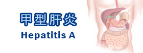 甲型肝炎Hepatitis A