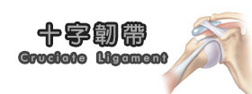 十字韌帶Cruciate Ligament