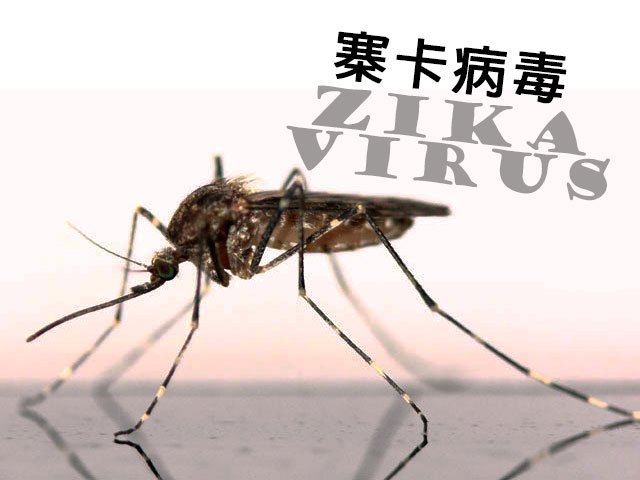 檢討滅蚊措施 預防寨卡病毒
