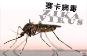 本港再現寨卡個案