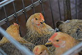 入冬首現外地傳入H7N9個案