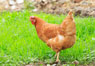 十歲男童確診H7N9