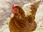外地傳入H7N9個案增至五宗