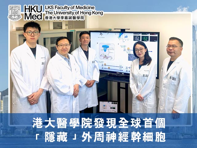 港大醫學院發現全球首個「隱藏」外周神經幹細胞