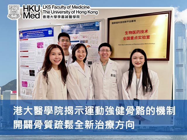 港大醫學院揭示運動強健骨骼的機制 開闢骨質疏鬆全新治療方向