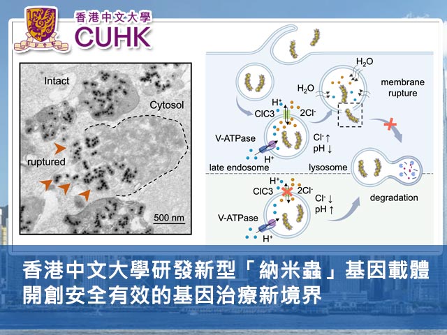 香港中文大學研發新型「納米蟲」基因載體 開創安全有效的基因治療新境界